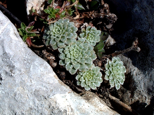 Saxifraga porophylla